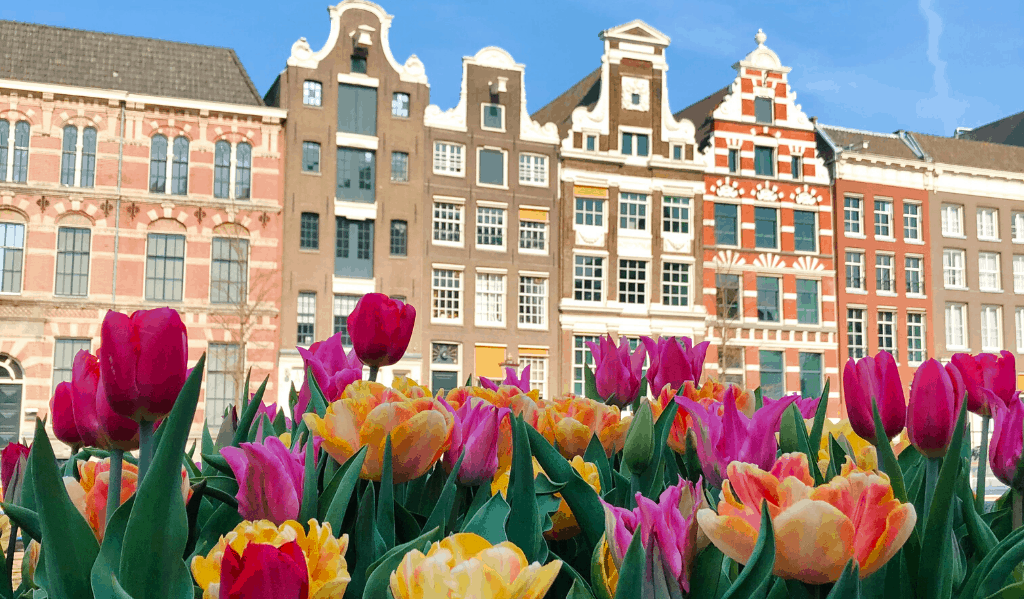 Flores na Holanda - Festival de Tulipas em Amsterdam