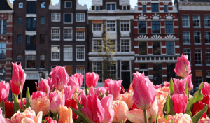 Tulipas em Amsterdam